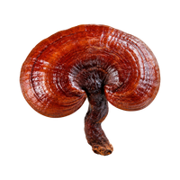 Reishi