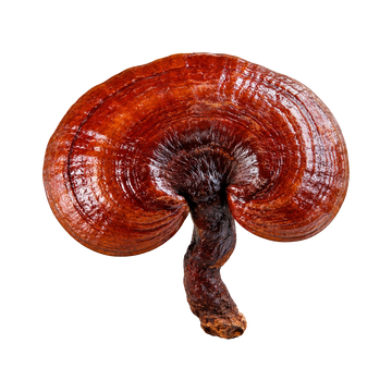 Reishi Extract