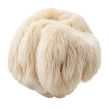 Lion's Mane Extract