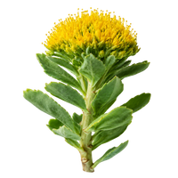 Rhodiola Rosea