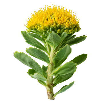 Rhodiola Rosea Extract