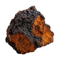 Chaga