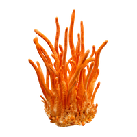 Cordyceps