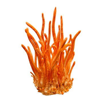 Cordyceps Extract