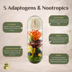 Product ingredients - Lion's Mane, Reishi, Cordyceps, Chaga, Rhodiola Rosea 